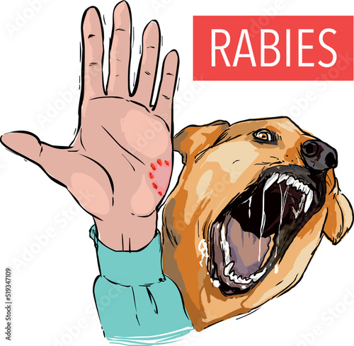 Dog bite, sick animal, the rabies virus  photo