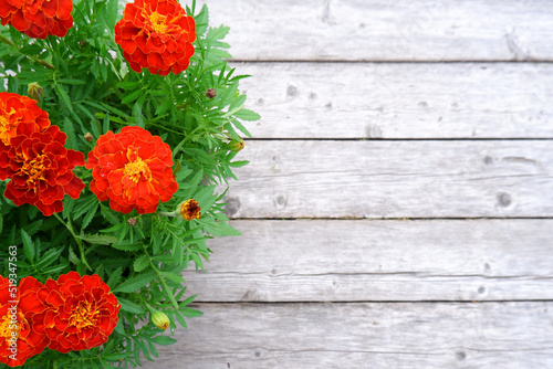 Bright orange flowers on a wooden background. Care and cultivation of marigolds, tagetes or Mexican calendula at home, gardening, flower shops, landscaping and decoration of city streets.Copyspace