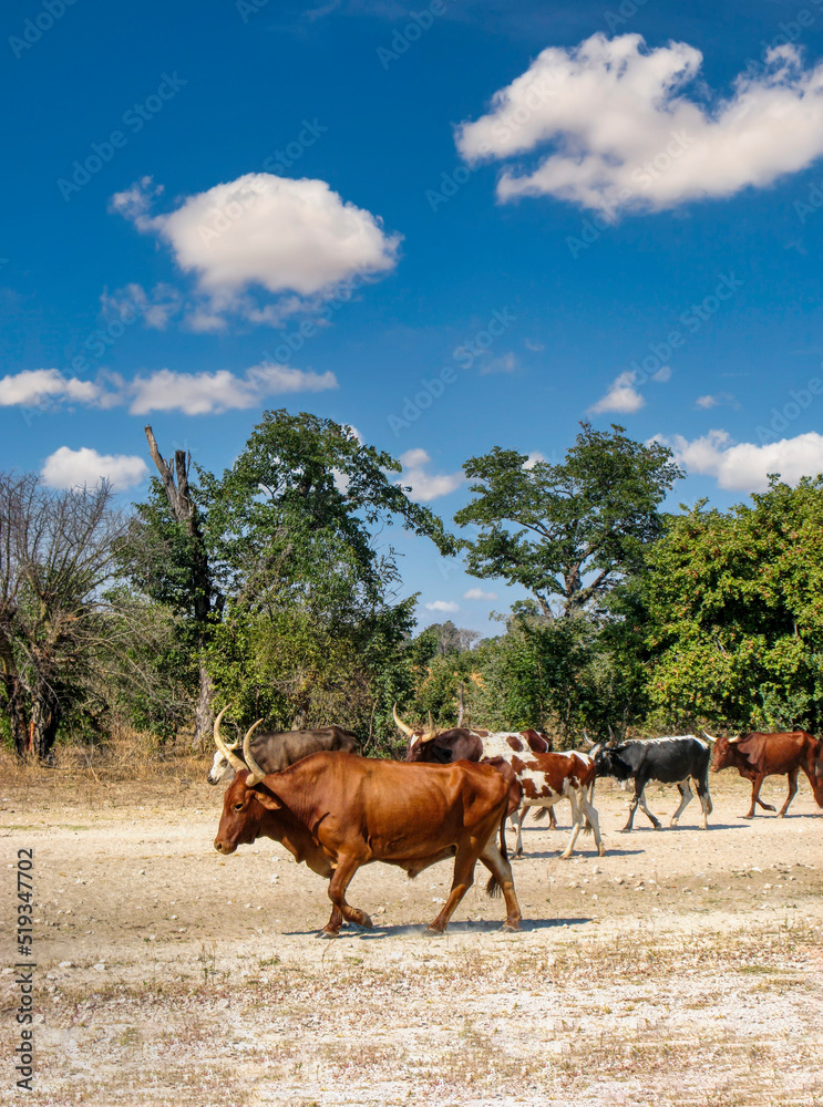 cattle longhorn cattle longhorn