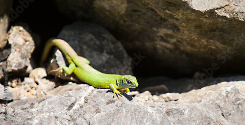 Lagarto comun norte de España