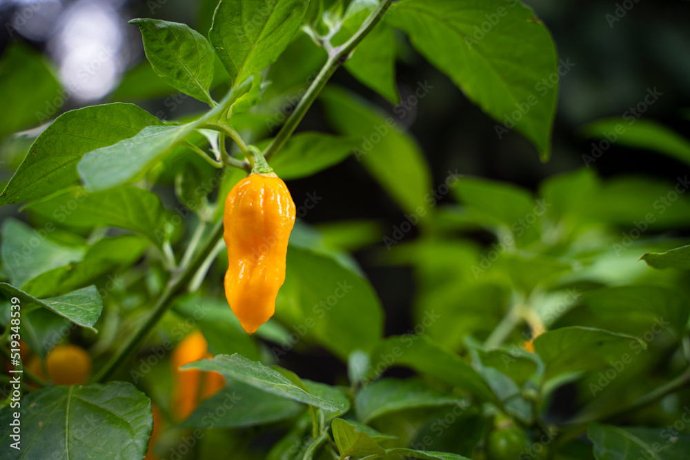 Obraz premium 7 Pot Chaguanas Yellow hot chili pepper. Ripe orange and yellow peppers on the plant. Dark background.