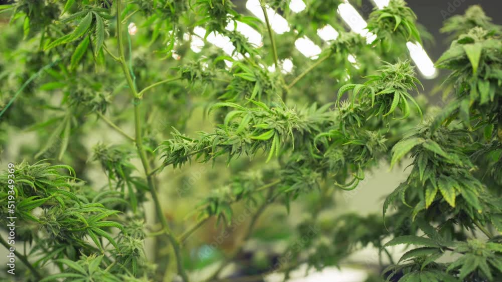 Marijuana, hemp or cannabis plant leaves farm lab. Organic product in laboratory in technology medical, healthcare, research concept. Natural food. Ganja Marijuana, hemp or cannabis plant leaves farm lab. Organic product in laboratory in technology medical, healthcare, research concept. Natural food. Ganja