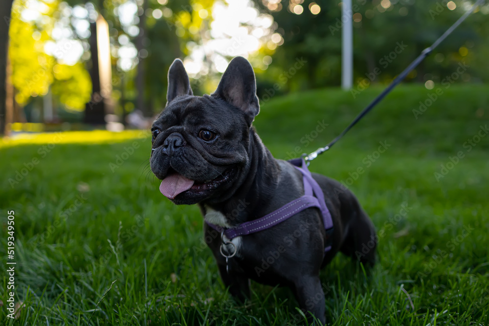 beautiful dog breed french bulldog pricked up and looks intently to the side