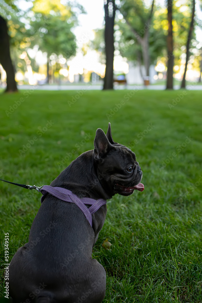view of the french bulldog from the back who sits in the park and looks away the dog sticks out his tongue and breathes heavily