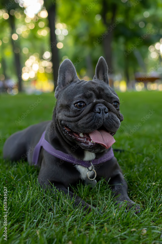 Fototapeta premium black dog french bulldog lay down on the lawn in the park and stuck out his tongue