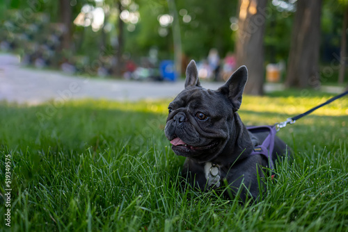 the dog lies on the lawn in the park peeks out from behind the growing grass french bulldog plays in the park © Roman