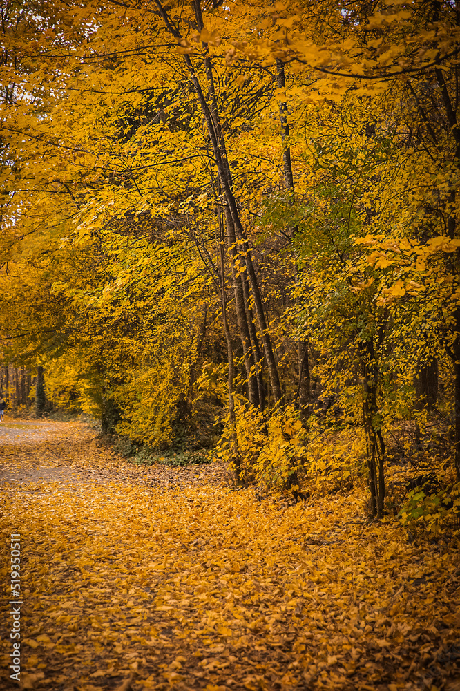 golden autumn landscape, yellow leaves in a forest or park, beautiful fall background, outdoor shot
