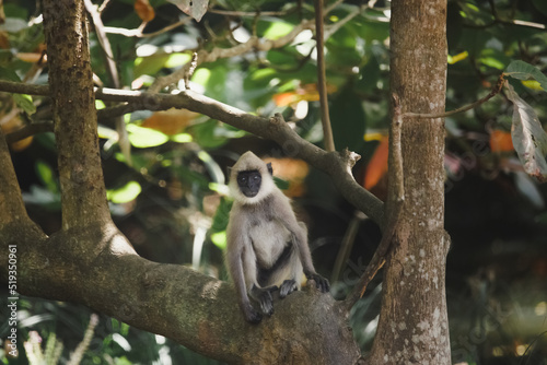 Gray Langur also known as Hanuman Langur endemic of Sri Lanka and India on the tree in rainforest. Indian langurs are lanky, long-tailed monkeys. High quality photo of wildlife