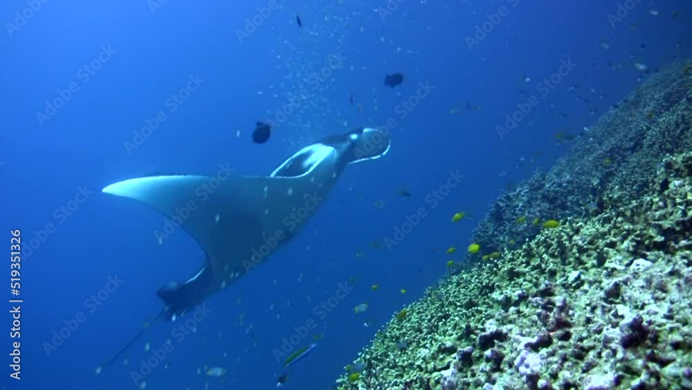 Manta ray (Manta blevirostris) swimming in circle Manta ray (Manta blevirostris) swimming in circle