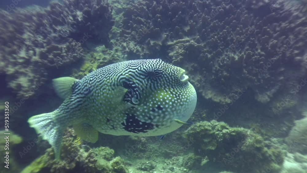 Map pufferfish (Arothron mappa) puffing down