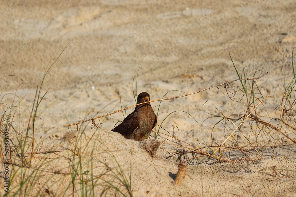 Fototapeta premium Photograph of a Chimango Caracara. The bird was found on the beach of Atlântida, in Rio Grande do Sul, Brazil.