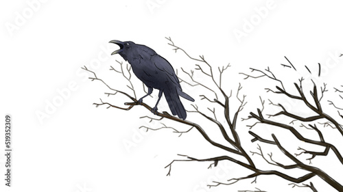 Raven on branch illustration in white background