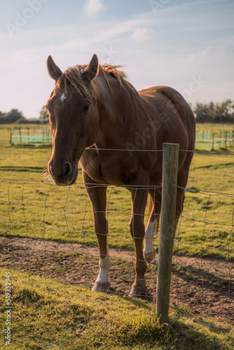 horse in the field