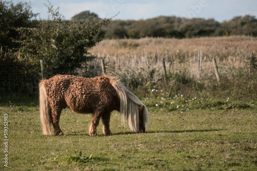 pony in the field