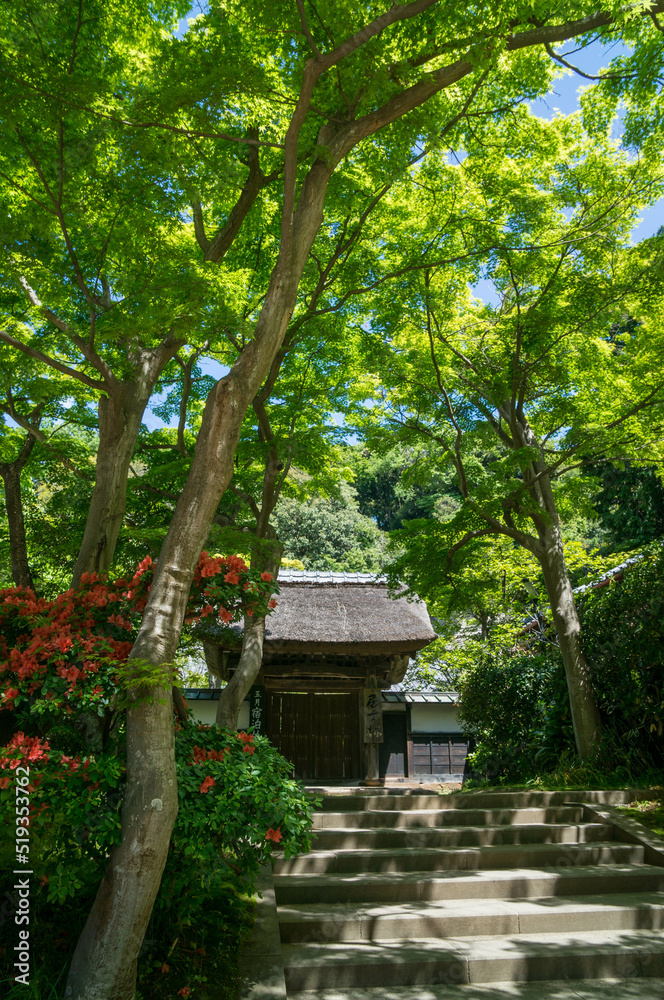 鎌倉 緑あふれる明月院の境内