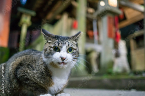 京都 夜の伏見稲荷大社に暮らす野良猫 