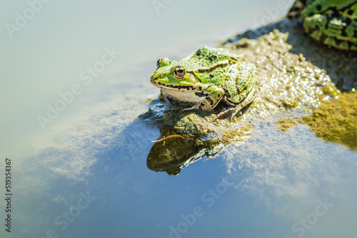 Fotografie, Obraz Green frogs sunbathe on a stone sticking out of the water of the lake