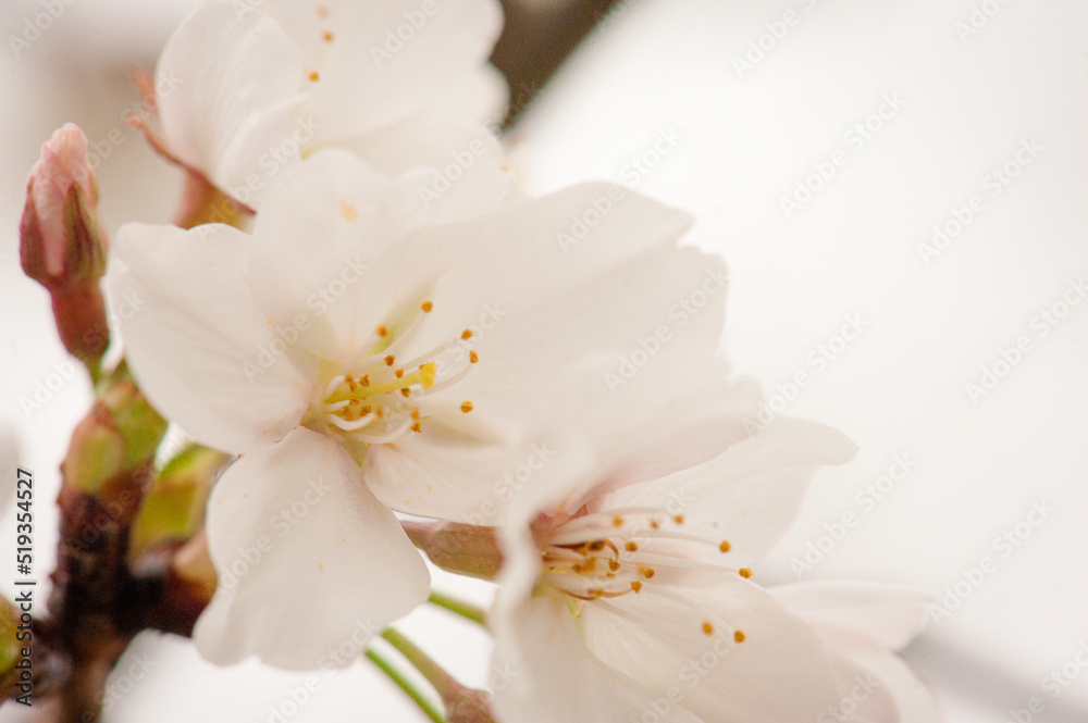 Cherry Blossoms