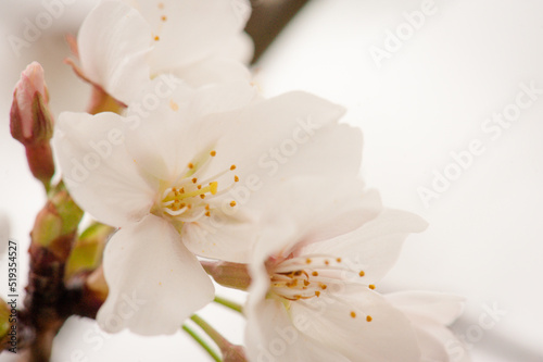 Fototapeta Naklejka Na Ścianę i Meble -  Cherry Blossoms