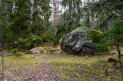 big Stone. stone path. beautiful forest and fresh air. walk along the trail through the forest