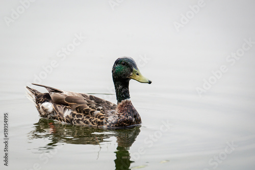Mallard Duck swimming on lake