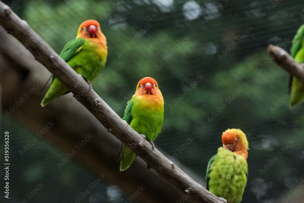 three dear lilians lovebird sitting on a bench three dear lilians lovebird sitting on a bench
