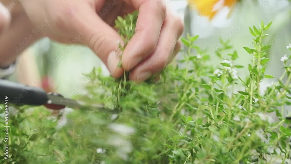 Woman picking fresh green thyme.
Woman picking fresh green thyme.