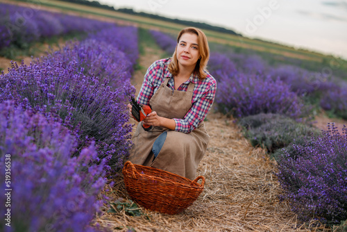 Professional Woman worker in uniform Cutting Bunches of Lavender with Scissors on a Lavender Field. Harvesting Lavander Concept photo