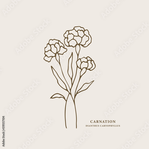 Line art carnation flower illustration photo