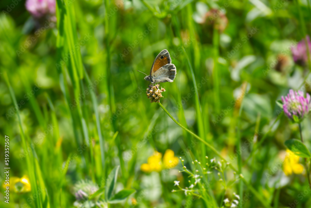 Small heath butterfly (Coenonympha pamphilus) sitting on a plant in Zurich, Switzerland Small heath butterfly (Coenonympha pamphilus) sitting on a plant in Zurich, Switzerland