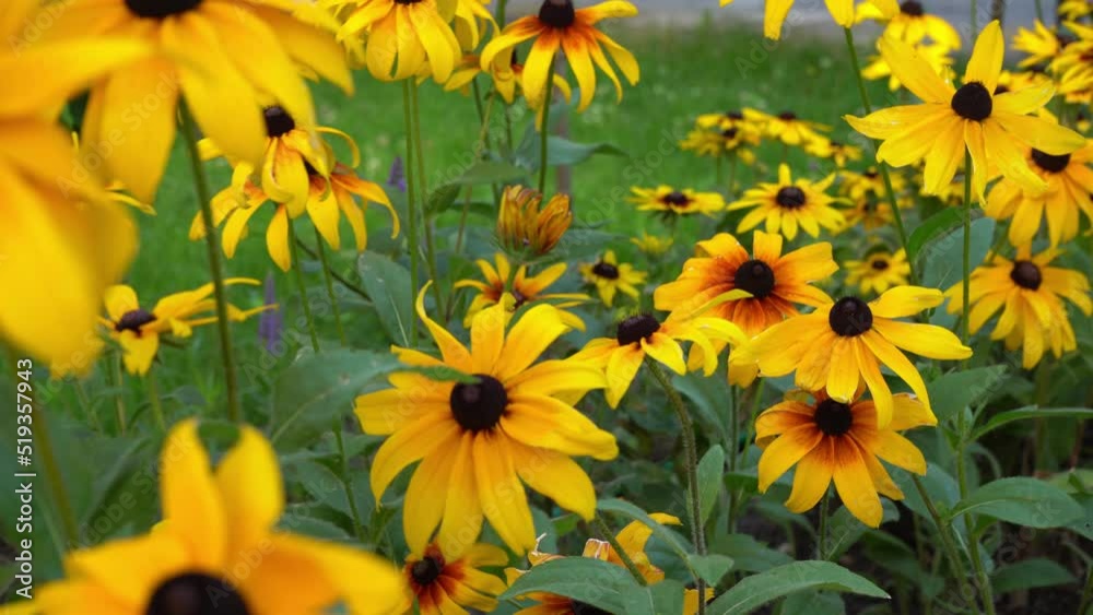 The yellow flowers of Rudbeckia sway in the wind. Summer flower in a flower bed in the garden. Buds close up. Natural background. Rudbeckia fulgida sort Goldsturm sullivantii. Indian Summer The yellow flowers of Rudbeckia sway in the wind. Summer flower in a flower bed in the garden. Buds close up. Natural background. Rudbeckia fulgida sort Goldsturm sullivantii. Indian Summer