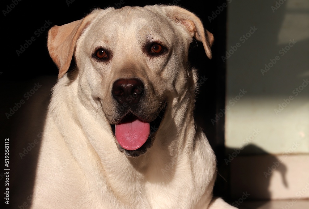 Portrait of a Labrador Retriever looking at camera 
