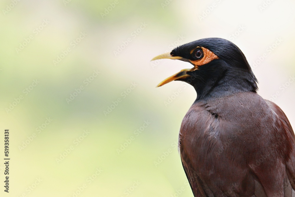 The common myna / Indian myna /Acridotheres tristis with its beak wide open / Ahmedabad/Gujarat The common myna / Indian myna /Acridotheres tristis with its beak wide open / Ahmedabad/Gujarat