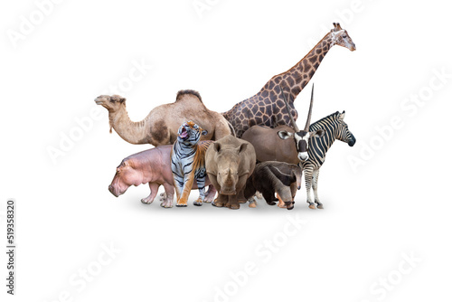 Fototapeta Naklejka Na Ścianę i Meble -  Large group of wild zoo animals together on horizontal web banner with room