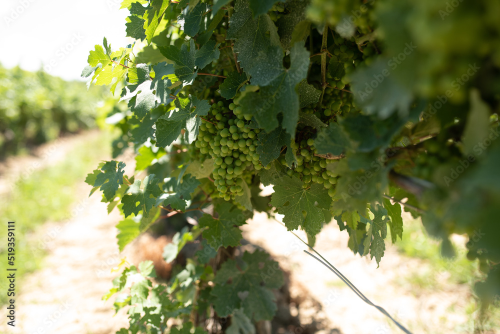 Close up view of green grapes in a vineyard