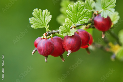 Ripe gooseberries in the garden on the bush. Gooseberry harvest