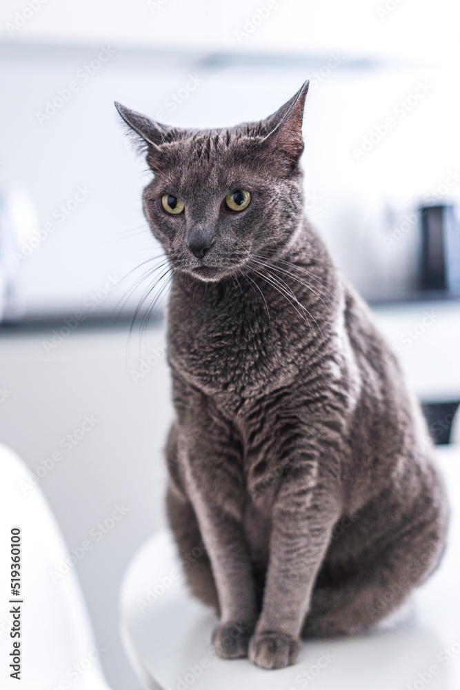 Portrait of russian blue cat