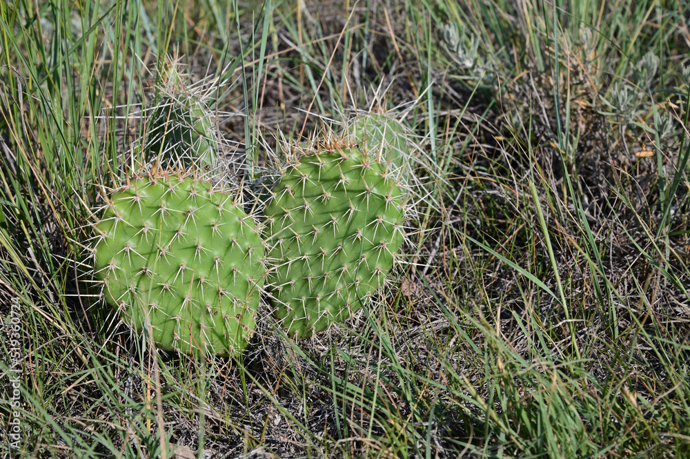 prickly pear cactus on the prairies prickly pear cactus on the prairies