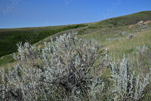 sagebrush on a prairie landscape photo