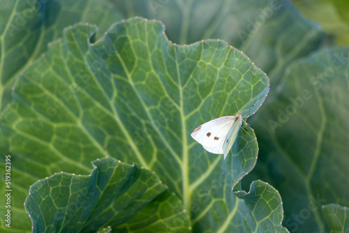 Fresh white cabbage with white butterfly in the vegetable garden