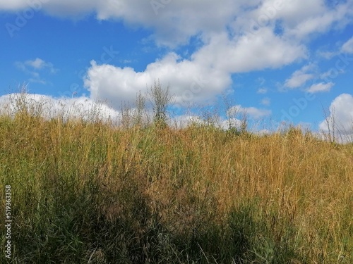 grass and sky