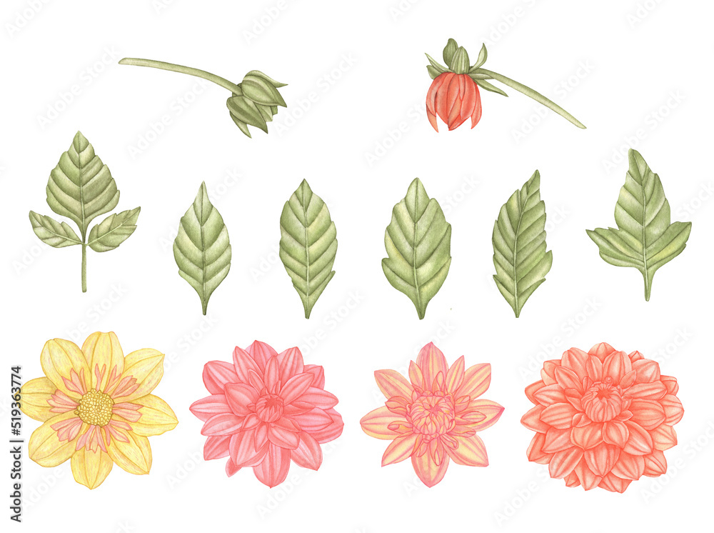Watercolor set of dahlia flowers and leaves isolated on a white background.