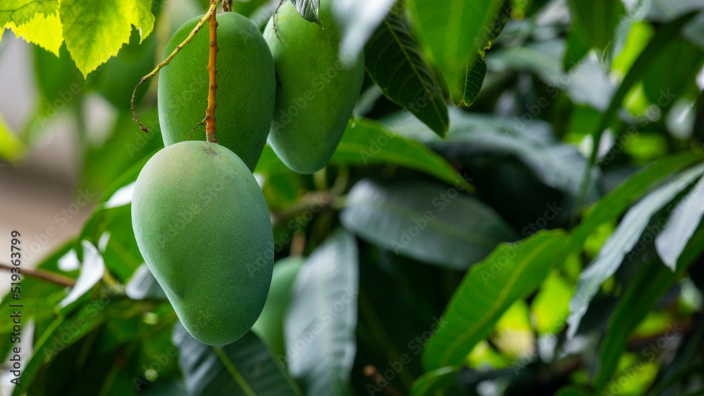 sunshine, mango tree, ripe, mango, fruit