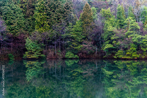 Fototapeta Naklejka Na Ścianę i Meble -  森の中の静かな池
