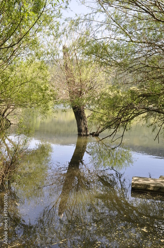 Fototapeta Naklejka Na Ścianę i Meble -  trees on the lake
