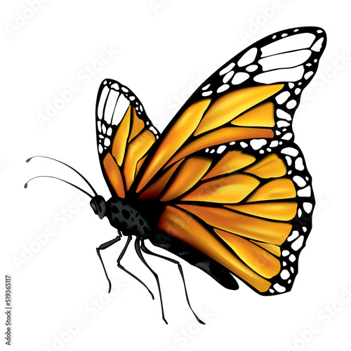 Monarch butterfly with outstretched wings. Illustration showing states life cycle of monarch butterfly. Undergoes metamorphosis