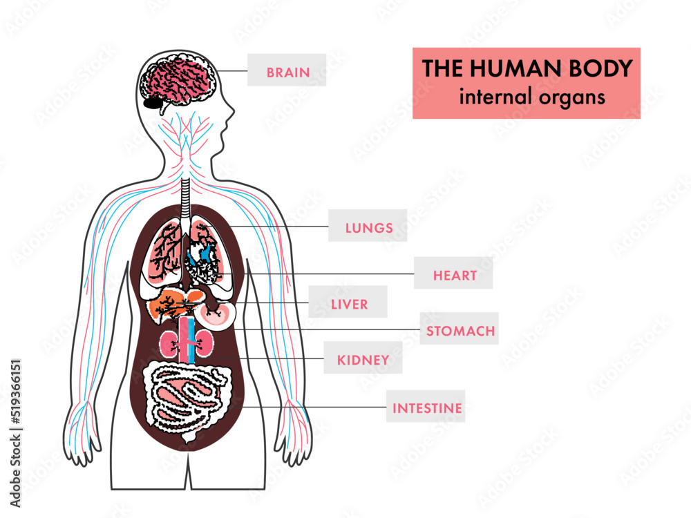 Anatomy Of Human Body Internal Organs Infographics On White Background ...