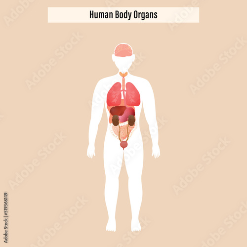 Structure Of Human Body Organs On Beige Background.