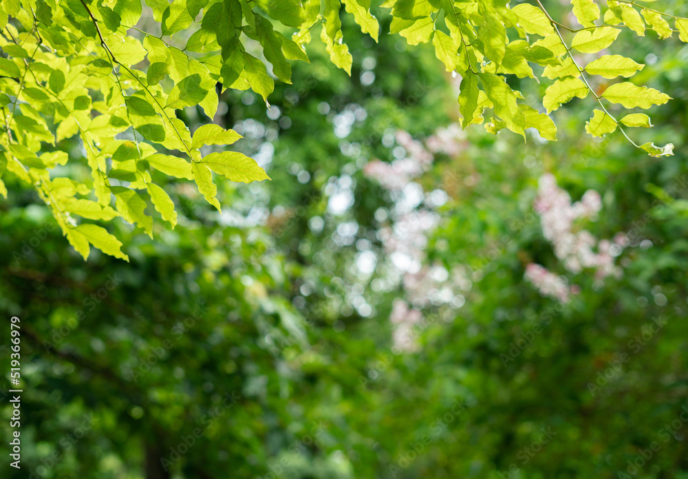 fresh green leaves frame blur background fresh green leaves frame blur background
