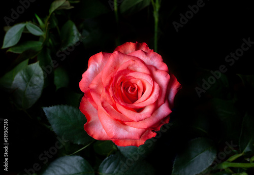 Pink rose flower with dark green leaves Close up background. Single bright rose flower photo. Rosa bloom.